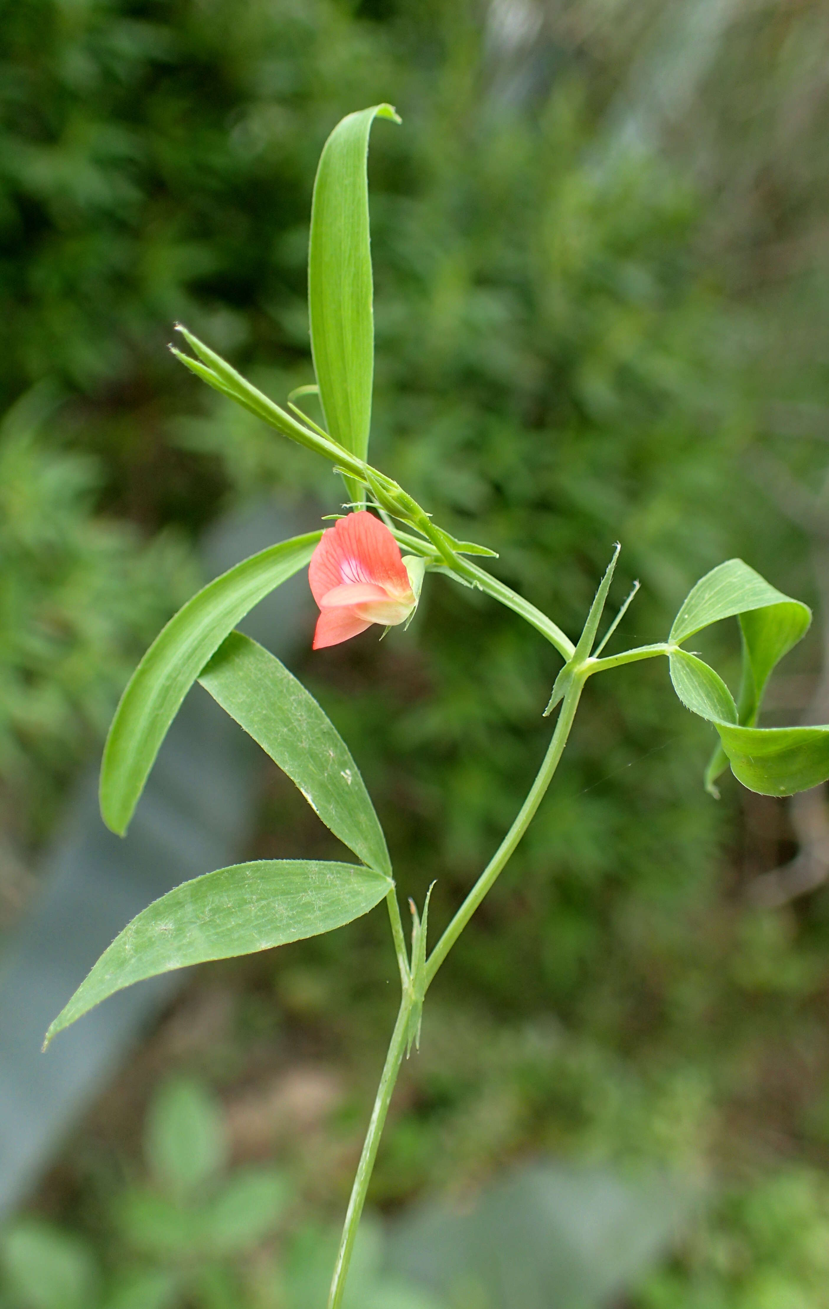 Image of red pea