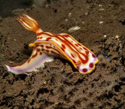 Sivun Hypselodoris Stimpson 1855 kuva