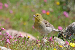 Image of Cinereous Bunting