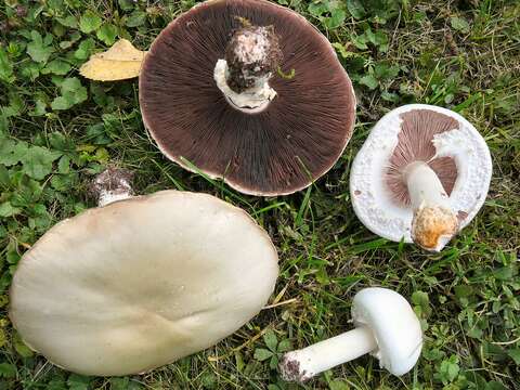 Image of Agaricus arvensis Schaeff. 1774