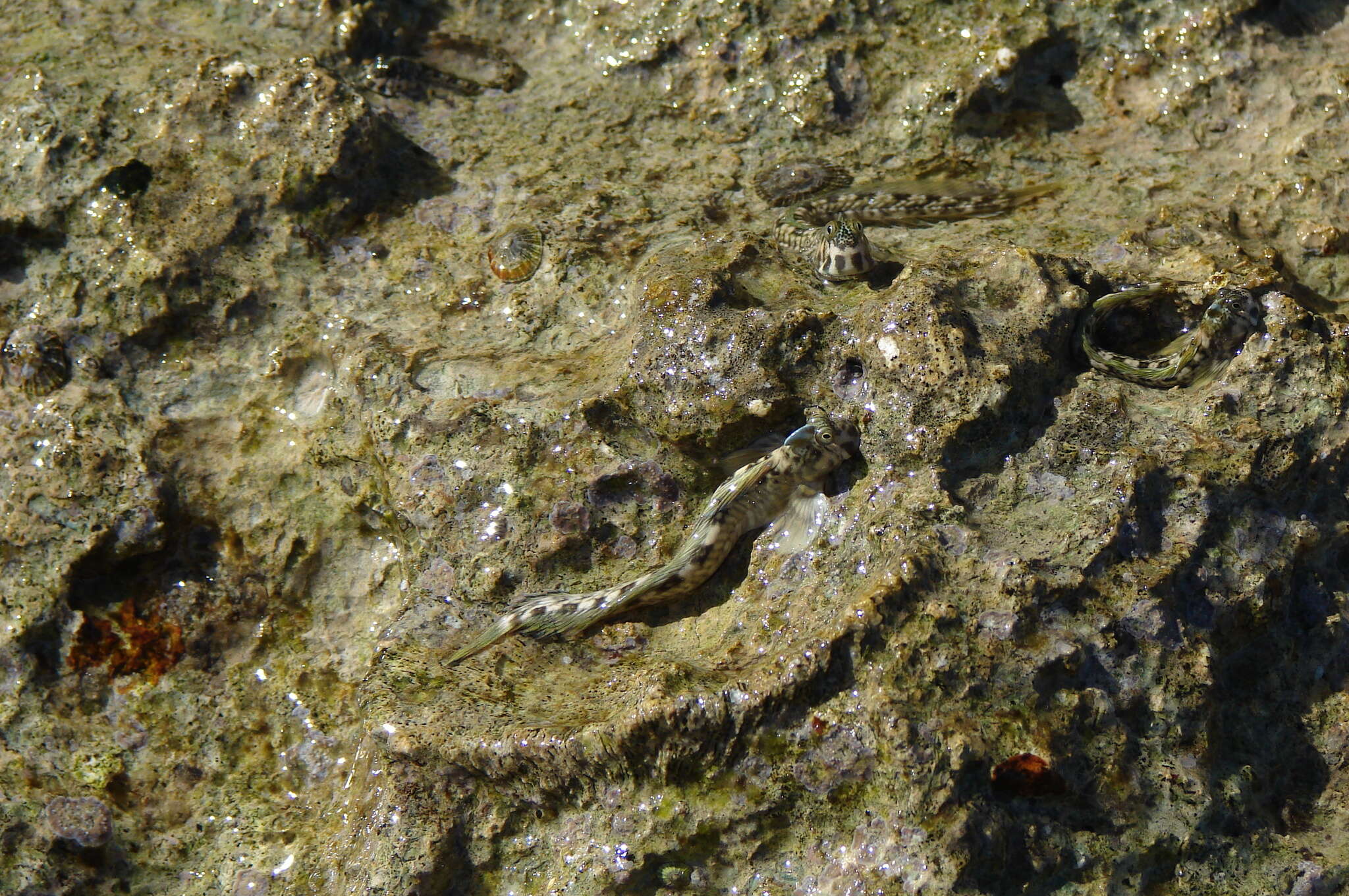 Image of Pallid Rockskipper