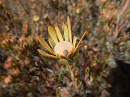 Image de Leucadendron nitidum Buek ex Meissn.