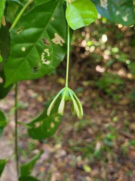 Image de Pavonia calyculosa A. St.-Hil. & Naud.