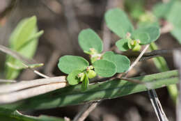 Imagem de Euphorbia taihsiensis (Chaw & Koutnik) Oudejans