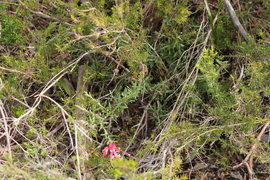 Image of Grevillea lavandulacea Schltdl.