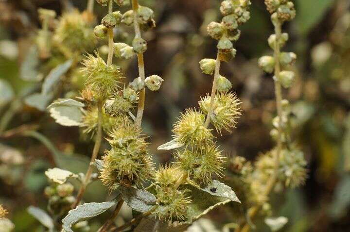 Image of San Diego bur ragweed