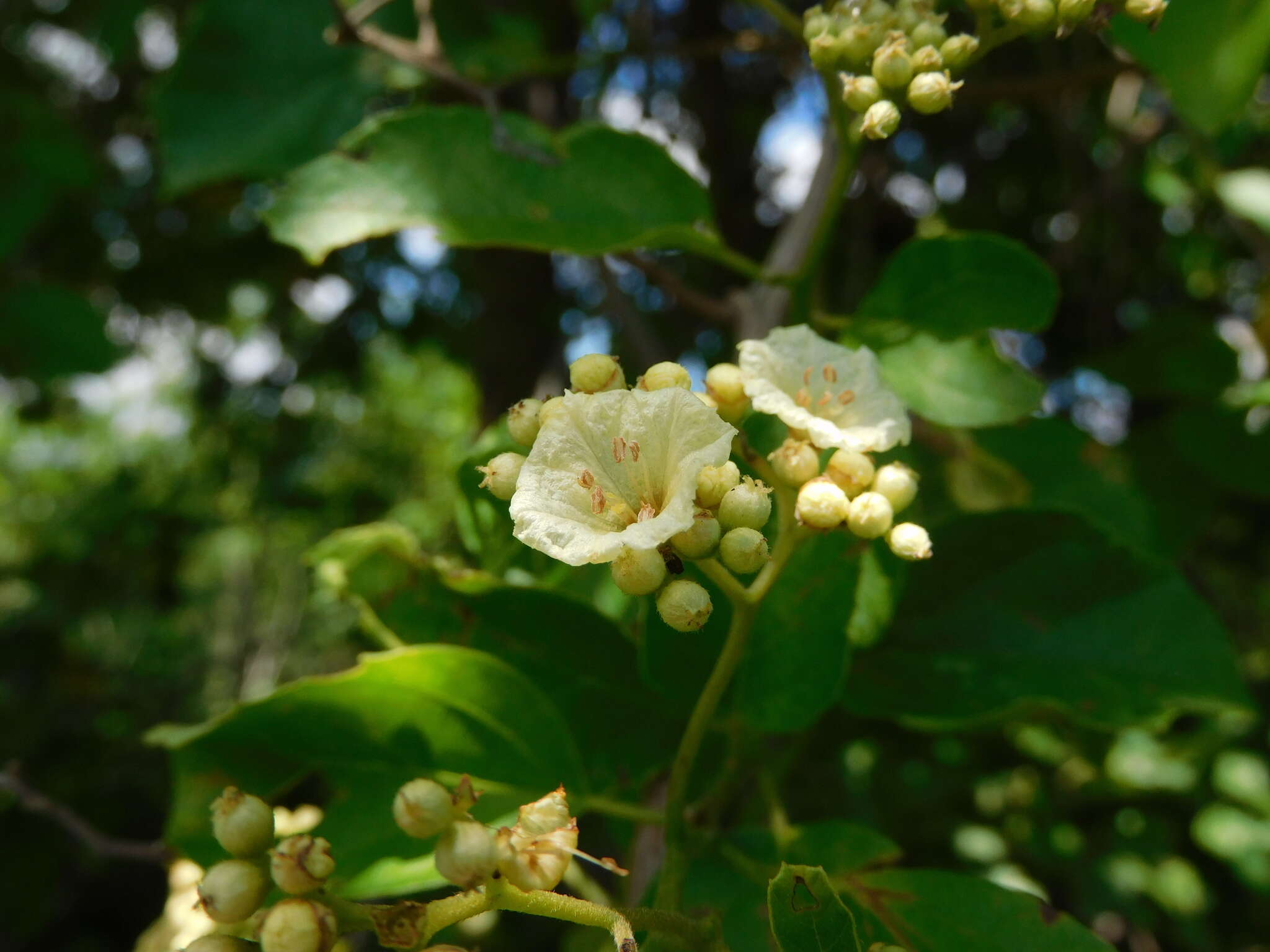 Image of Cordia dentata Poir.