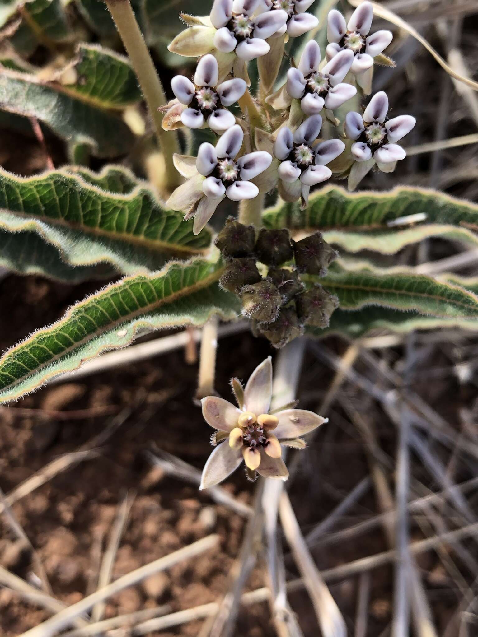 صورة Asclepias meliodora (Schltr.) Schltr.