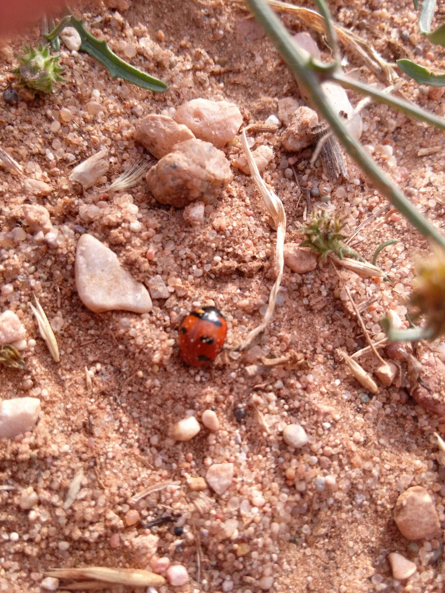 صورة Coccinella transversoguttata Faldermann 1835