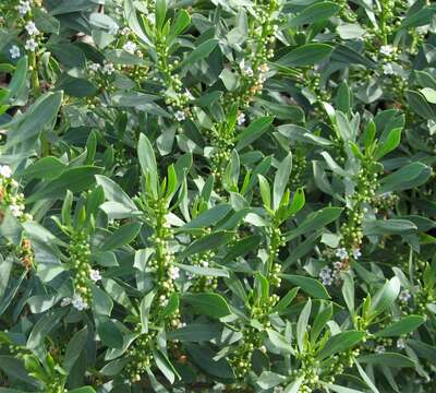 Myoporum insulare R. Br. resmi