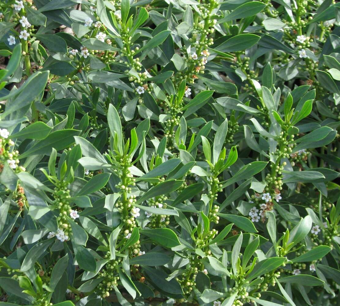 Myoporum insulare R. Br. resmi