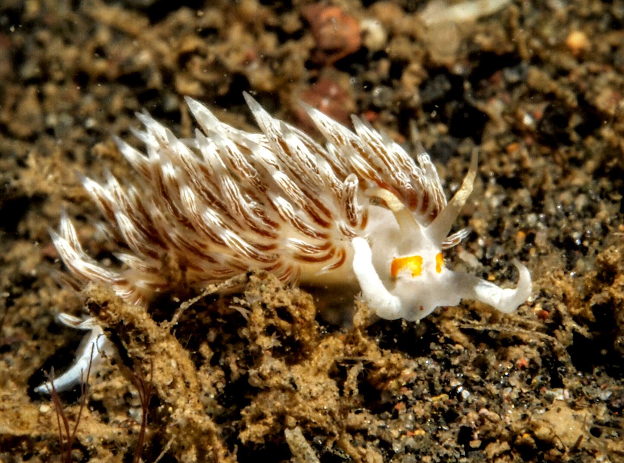 Image of Cratena lineata (Eliot 1905)