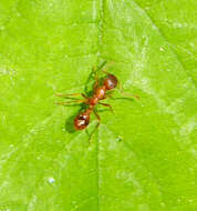 Image of European fire ant