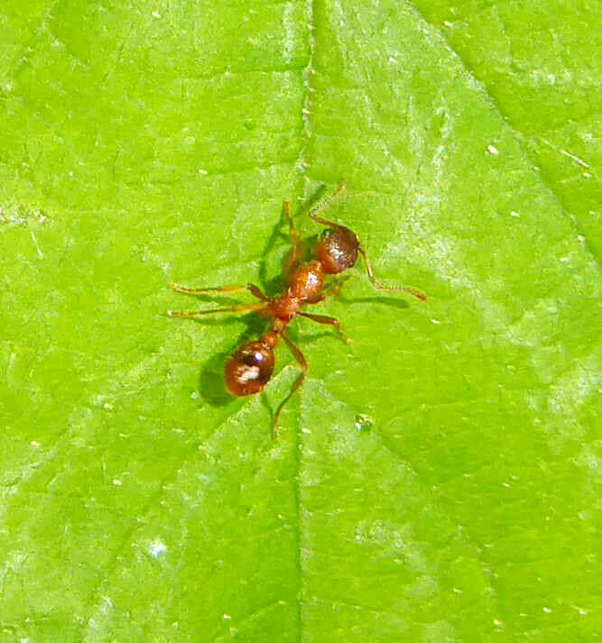 Image of European fire ant