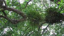 Imagem de Brassavola nodosa (L.) Lindl.