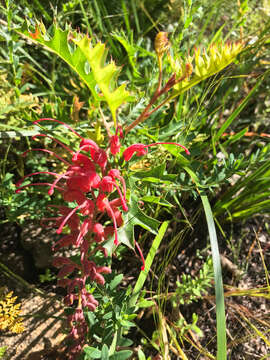 Image of Fuchsia grevillea