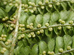 Image de Dryopteris oreades Fomin