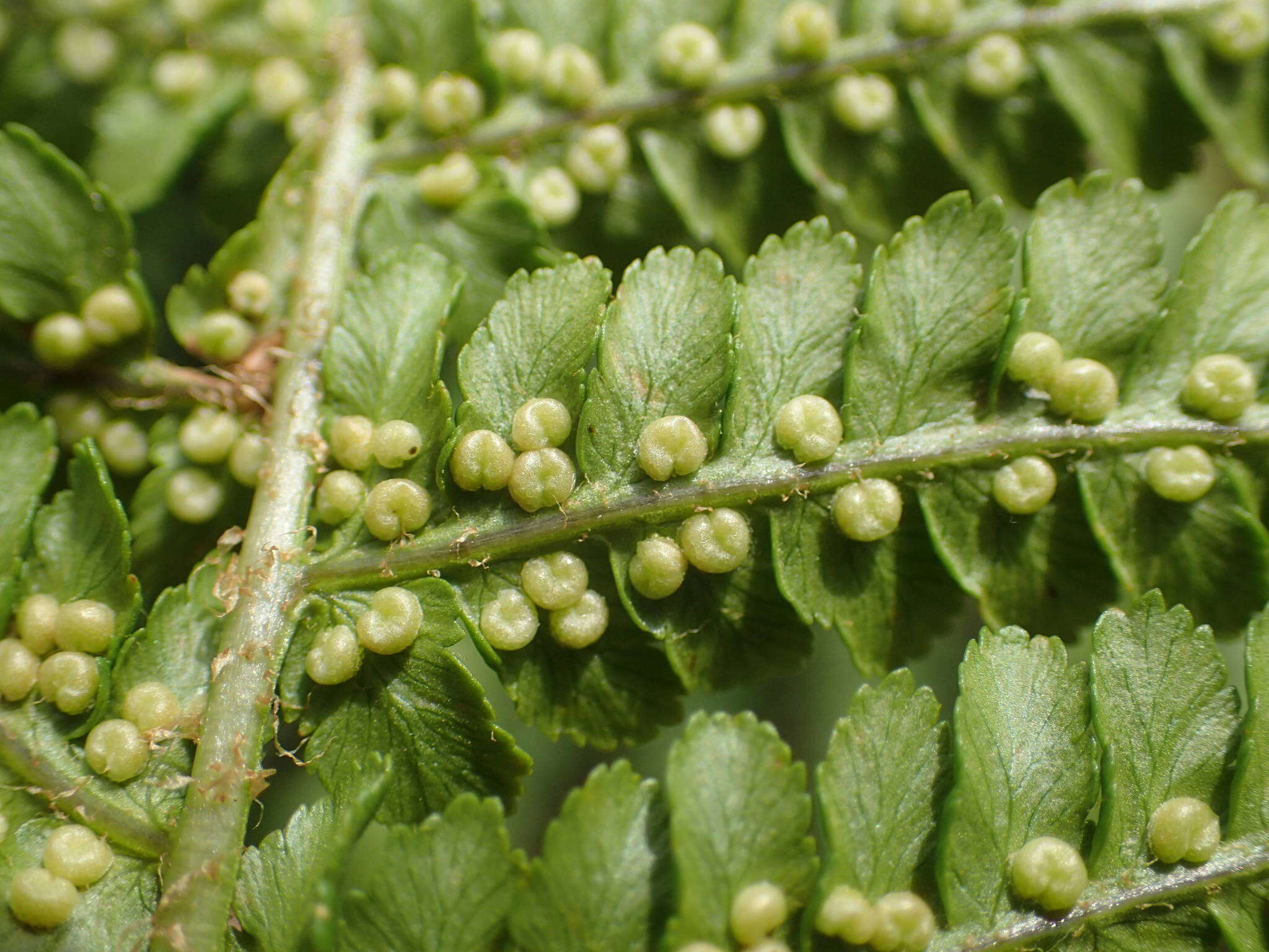 Imagem de Dryopteris oreades Fomin