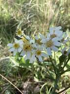 Image of paleyellow ragwort