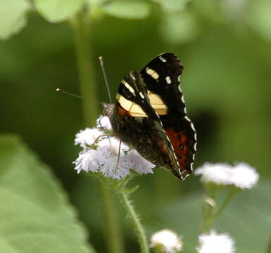 Image of Vanessa itea