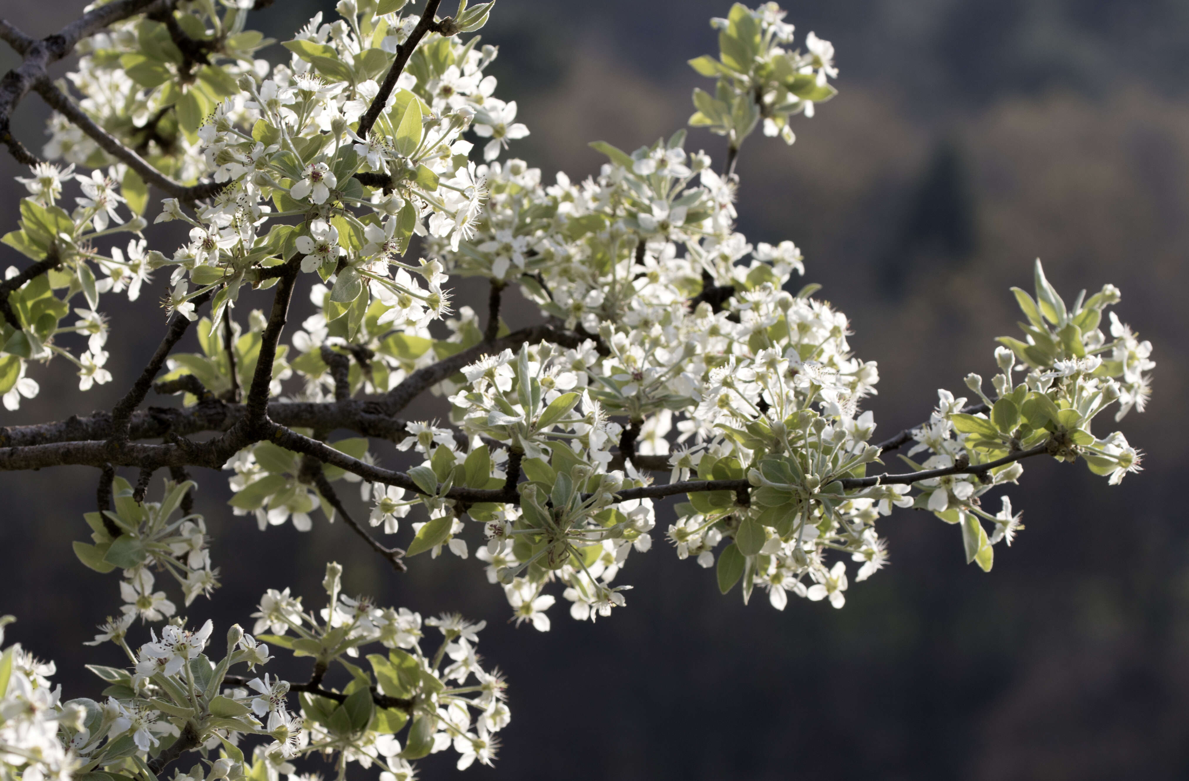 Image de Pyrus elaeagrifolia Pall.