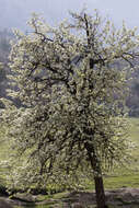 Image de Pyrus elaeagrifolia Pall.