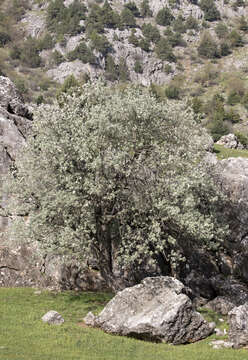 Image de Pyrus elaeagrifolia Pall.