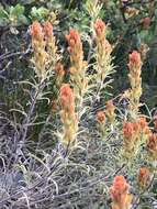 Image of cobwebby Indian paintbrush