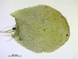 Image of Mylia taylorii (Hook.) Gray