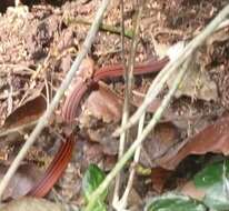 Image of Red-Black Striped Snake