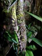 Image of Anolis anoriensis Velasco, Gutiérrez-cárdenas & Quintero-angel 2010