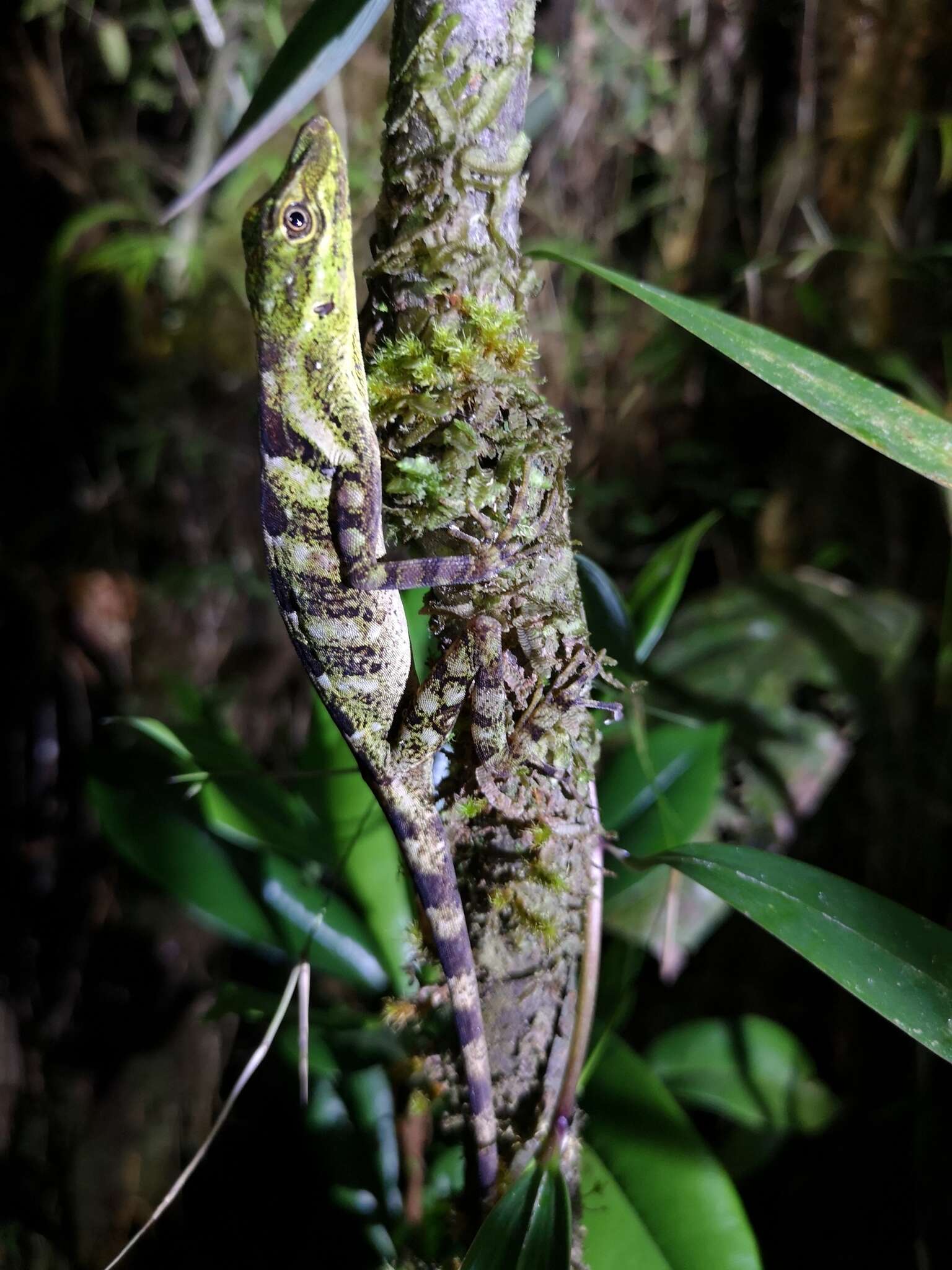 Image of Anolis anoriensis Velasco, Gutiérrez-cárdenas & Quintero-angel 2010