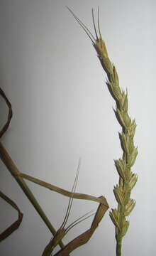 Image of Aegilotriticum sancti-andreae (Degen) Soó