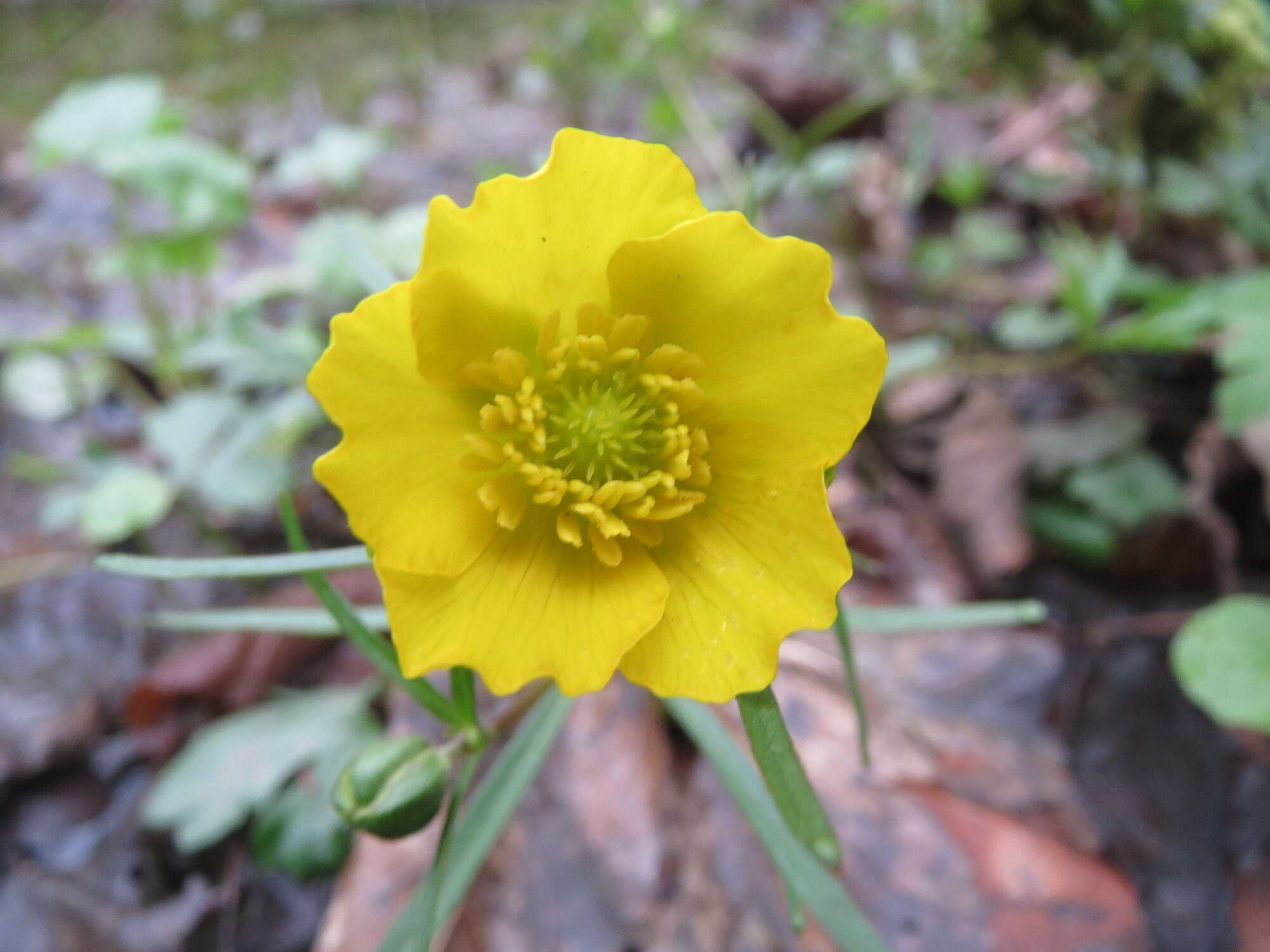 Image of Goldilocks Buttercup