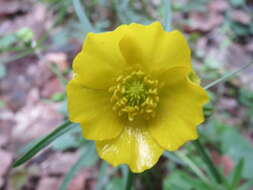 Image of Goldilocks Buttercup