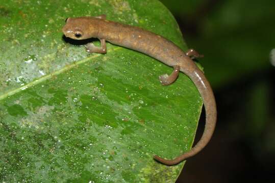 Plancia ëd Bolitoglossa medemi Brame & Wake 1972