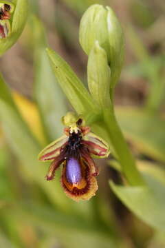 Image of Ophrys speculum subsp. lusitanica O. Danesch & E. Danesch