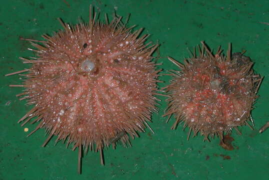 Image of elegant sea urchin