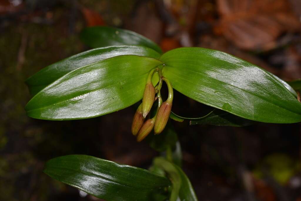 Слика од Epidendrum eximium L. O. Williams