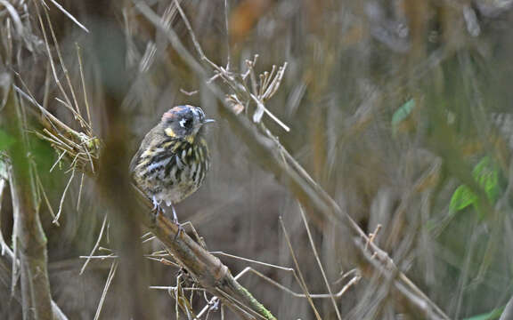 Image of Crescent-chested antpitta