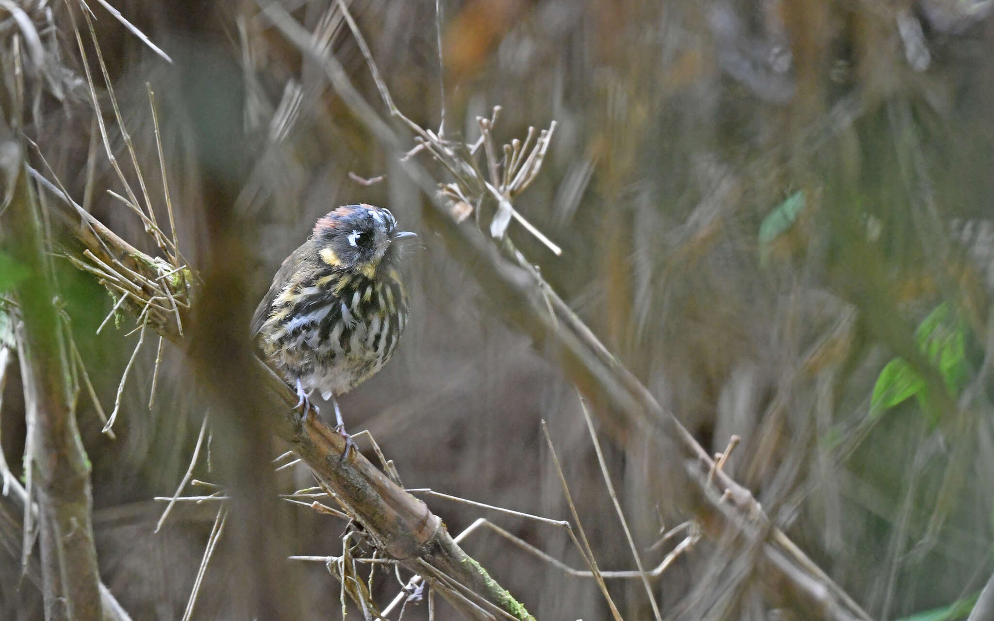 Image of Crescent-chested antpitta