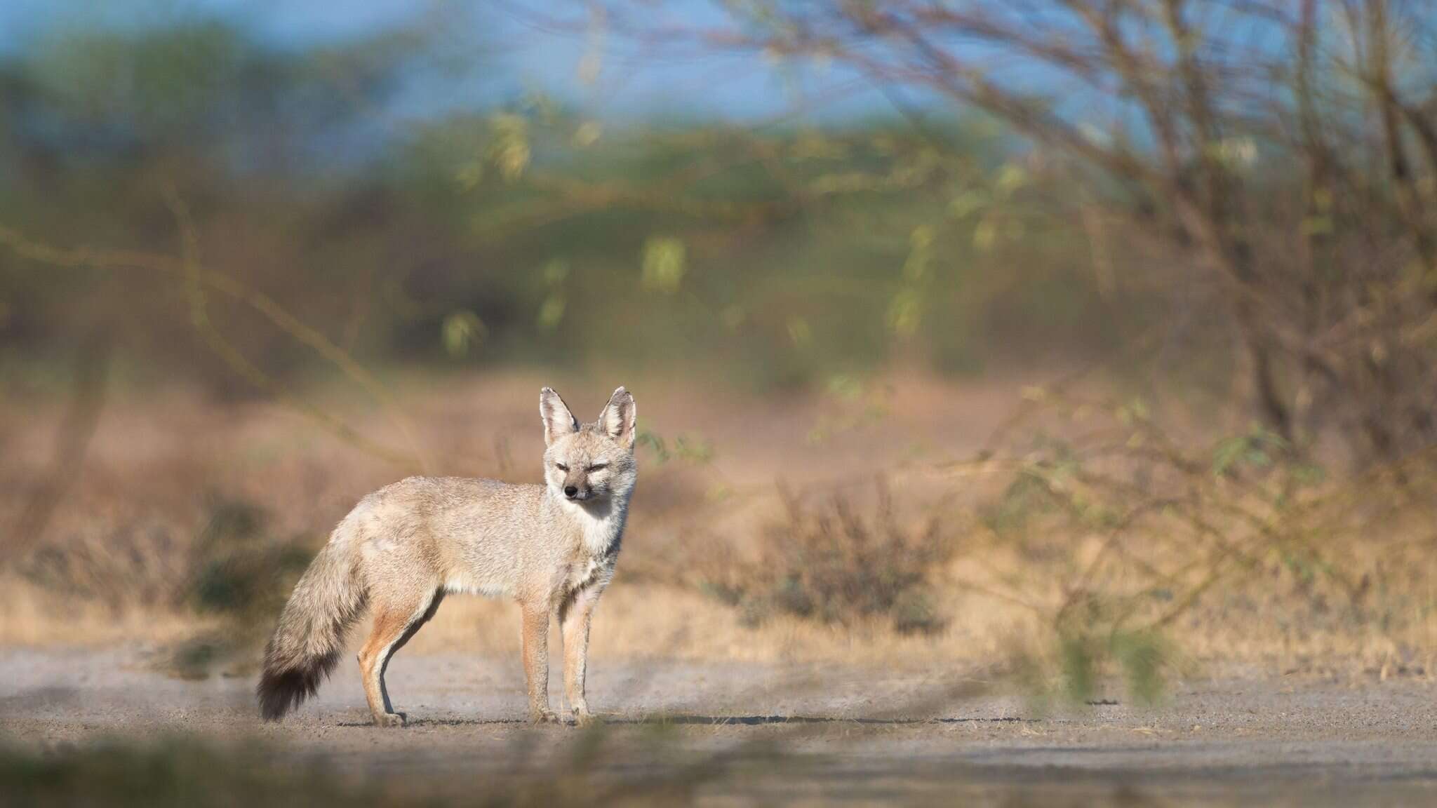 Imagem de Vulpes bengalensis (Shaw 1800)