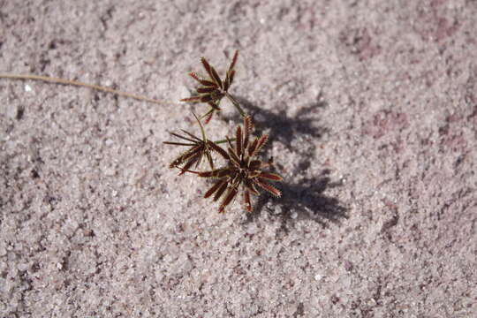 Image de Cyperus cuspidatus Kunth