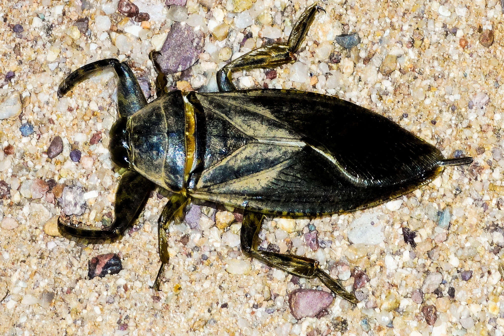 Image of Lethocerus medius (Guérin-Méneville 1857)