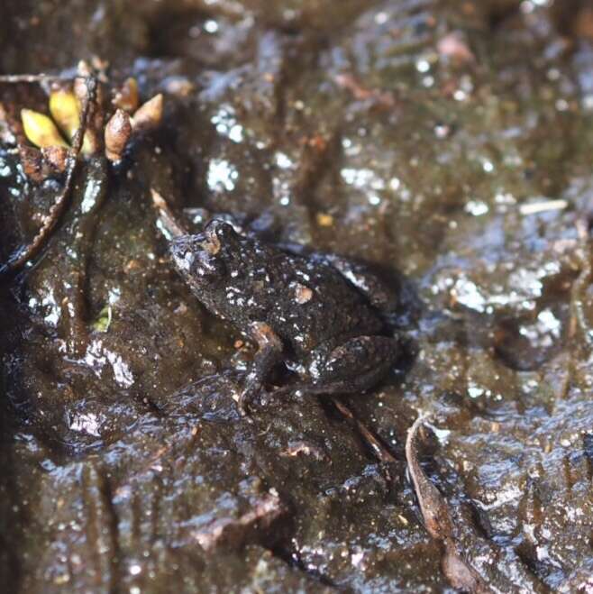 Image of Brown Froglet