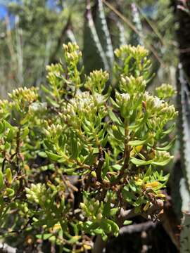 Image of Crassula sarcocaulis subsp. sarcocaulis