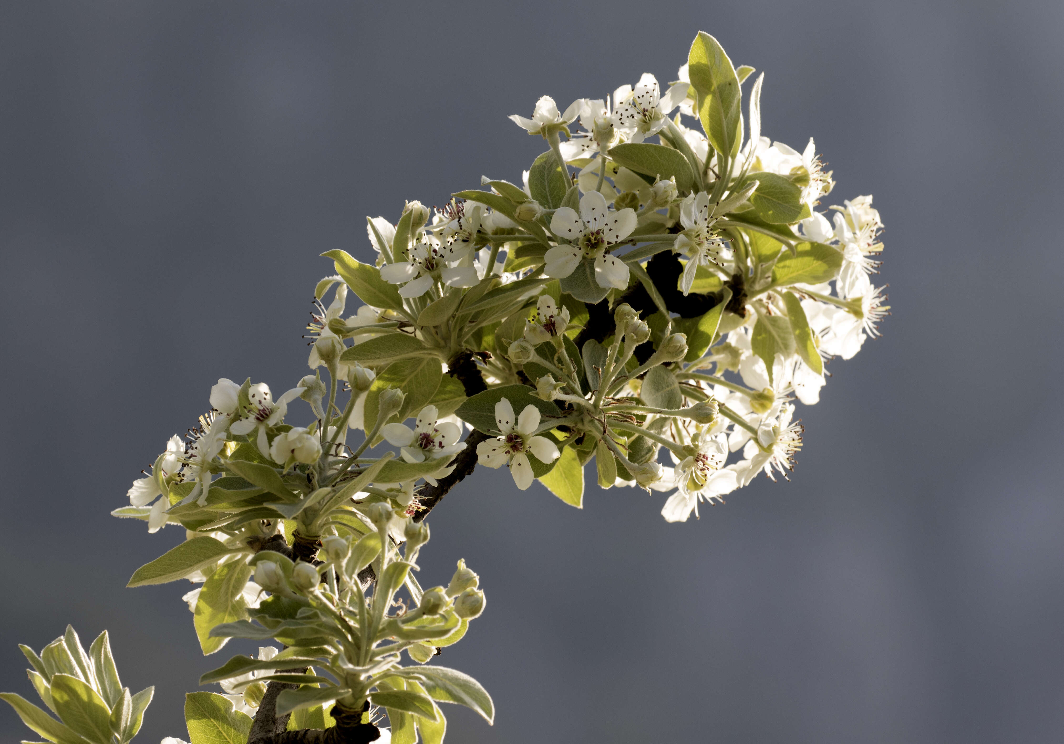 Image de Pyrus elaeagrifolia Pall.