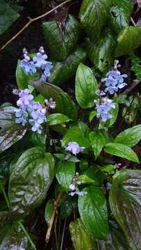 Omphalodes cappadocica (Willd.) DC. resmi