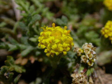 Image of Anthemis rigida subsp. rigida