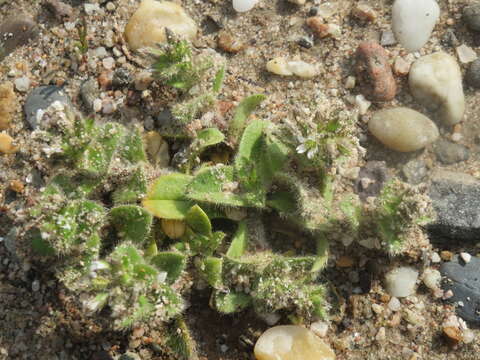 Image of sticky chickweed